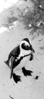 Penguin at Boulders in the Western Cape Province.