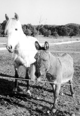 Barbara’s horse and its burro companion.