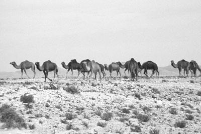 Wild camels graze in a remote corner of the Sahara between Douz and Matmata.
