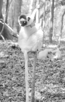 A Verreaux’s sifaka at Berenty Private Reserve.