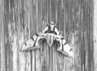 An endemic moth resided on the door of my bungalow at Ranomafana National Park.