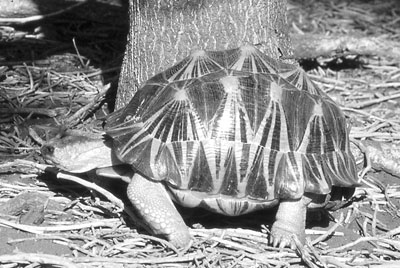 The endangered radiated tortoise is bred in captivity to ensure its perpetuation.