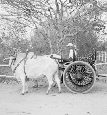 Festive ox cart in Bagan, Burma.