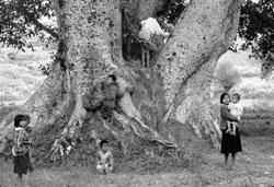 2. Kids playing nearby give the huge trees scale and add interest.