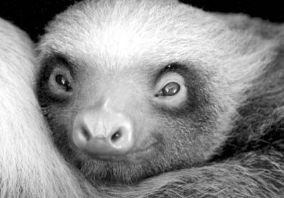 Baby sloth. 