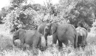 An elephant family in Tanzania.