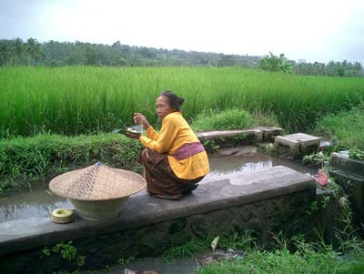 Rice fields in Bali, near Ubud.