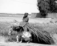 Woman on a mule carrying pampas grass, near Deir ez-Zor.