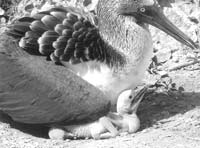 Blue-footed boobie chick just hatched. Photo: O’Connor