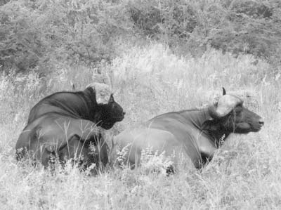 Cape buffalo — South Africa.