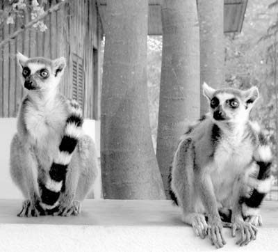Ring-tailed lemurs welcomed us to Berenty Reserve. Photo: Cooper
