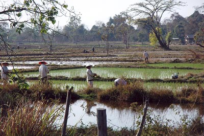 Crops are hand-planted in the rice fields of Laos.