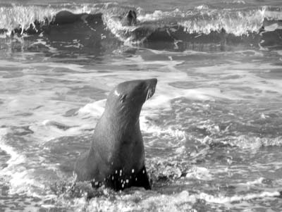Fur seals swimming at Bailey Head, Deception Island. Photo: Van Horn