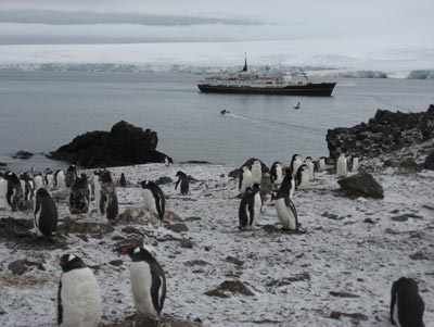 Numerous chinstrap and gentoo penguins inhabit Hannah Point on Livingston Island.