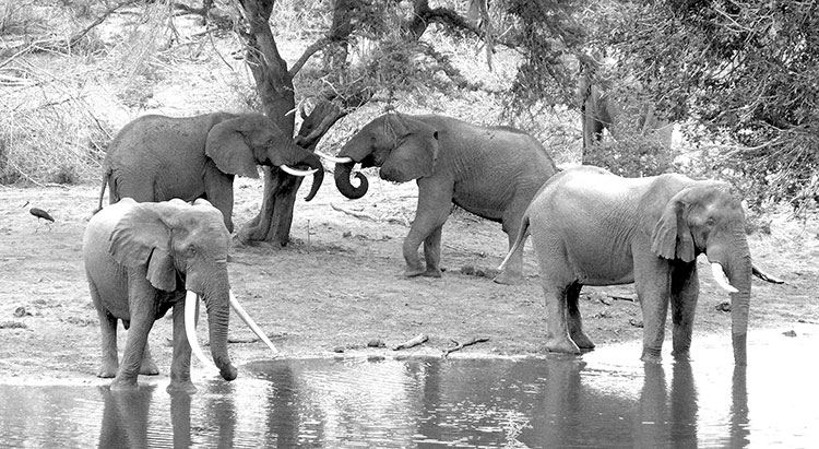Elephants at Tembe National Elephant Park