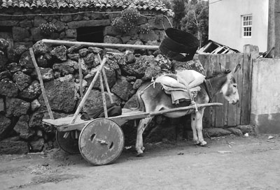A donkey cart on the rural island of Graciosa.