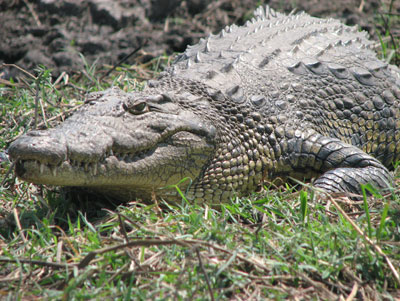 Nile crocodile — Chobe National Park, Botswana. 