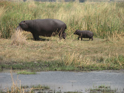 Hippo with calf — Linyanti Concession, Botswana. Photos: Swanson
