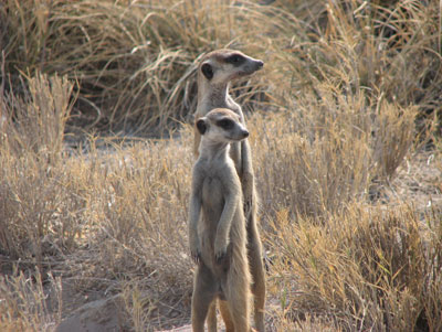 Meerkats at San Camp, Botswana.