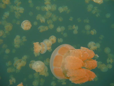 Multitudes of pinkish-gold jellyfish float in Jellyfish Lake.
