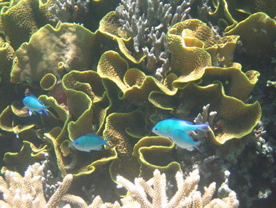 These turquoise damselfishes are among the many beautiful varieties found around colorful coral everywhere in the waters of Palau.