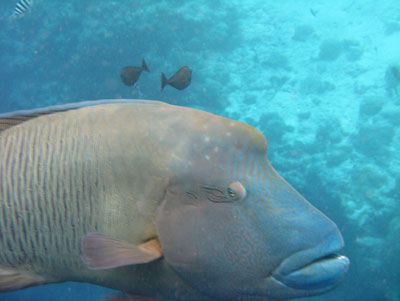 The Napoleon wrasse, just one of the underwater wonders in Palau.