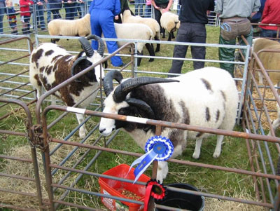 Prize-winning sheep at the Black Isle Show 2008.