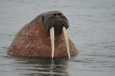 This walrus, whose picture I took at around 1 a.m. (I never could get over the continued bright sunlight), came up toward the beach right beside us.