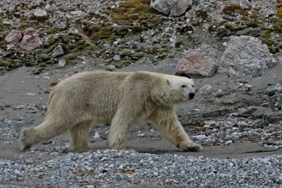 We were about 100 yards from this bear as it casually walked along the beach.