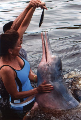 Suzy feeding a fish to an Amazon River dolphin.