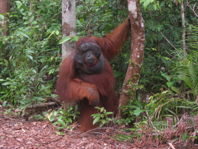 A mature male orangutan at the Leakey rehabilitation center in Borneo.