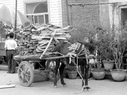 Donkeys are a principal means of transport in and out of Kashgar. Photos: Neidell