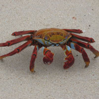 A brightly colored lava crab prowling the beach.