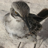 a bold Galápagos mockingbird with an innate curiosity