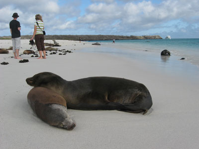 These sea lions seem content to share the beach with island visitors.