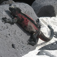 A marine iguana warming up before his next feeding dive