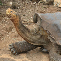 a tortoise at the Charles Darwin Research Station