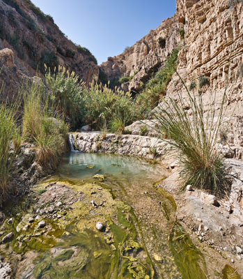 Kibbutz Ein-Gedi’s botanical garden receives water from the fabled Ein-Gedi oasis, now a nature reserve. Photos courtesy of Kibbutz Ein-Gedi