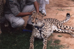 A pet cheetah at a native animal sanctuary near Cape Town. Photos: Hoium