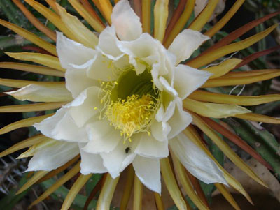 A flamboyant desert flower blooms in the succulents section of the garden.