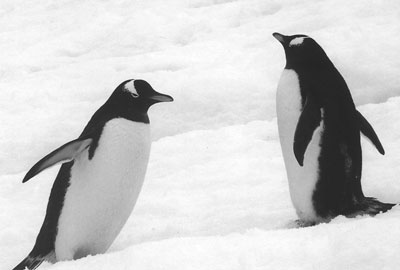 Gentoo penguins. Photo: Ove