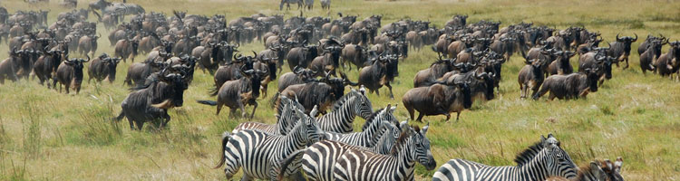 Zebras lead wildebeests away from a pride of lions in Ngorongoro Crater.