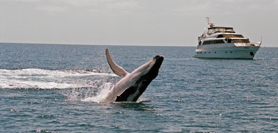 Humpback whale in Hervey Bay. 