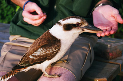 A kookaburra being fed by a naturalist at Tangalooma Wild Dolphin Resort. Photos: Echevarria