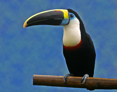 Toucan in the San Martin Zoo.