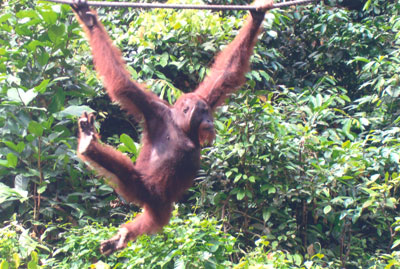 An orangutan at the sanctuary.