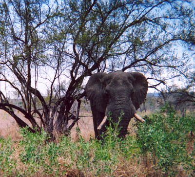 Elephant at Kruger National Park.