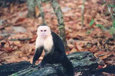 Monkey at Manuel Antonio National Park.