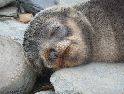 Sleeping fur seal on South Georgia Island.