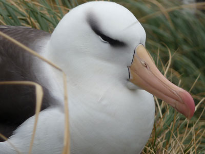 Up close with a nesting black-browed albatross.
